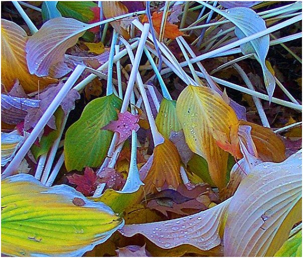 photo "Leaves 1a" tags: landscape, nature, autumn, flowers