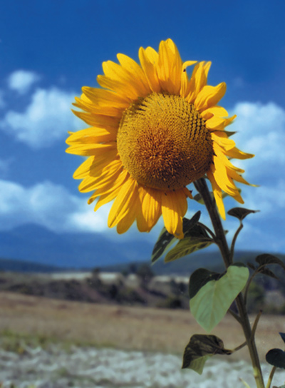 photo "Sunflower" tags: nature, flowers