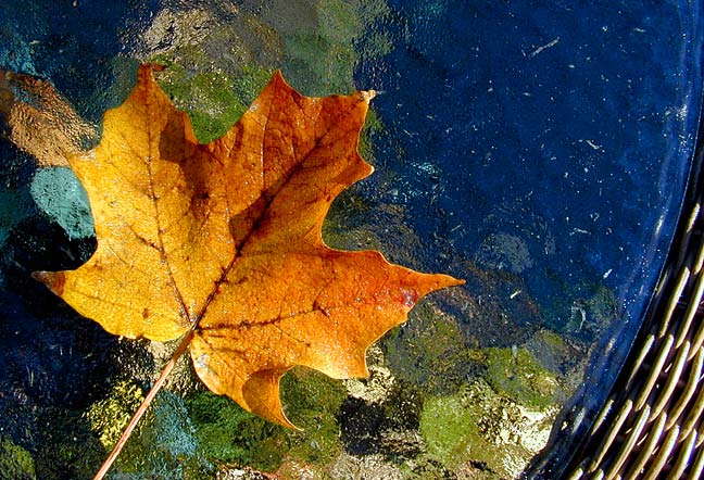 photo "Leaf on Table" tags: nature, still life, flowers