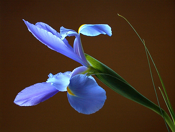 фото "purple iris" метки: натюрморт, природа, цветы