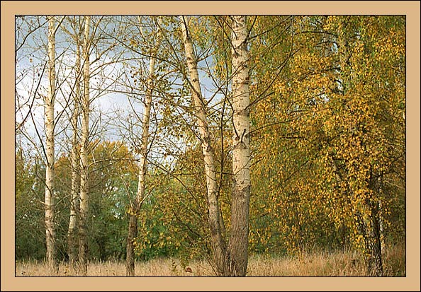 фото "Осенний вечер" метки: пейзаж, лес, осень