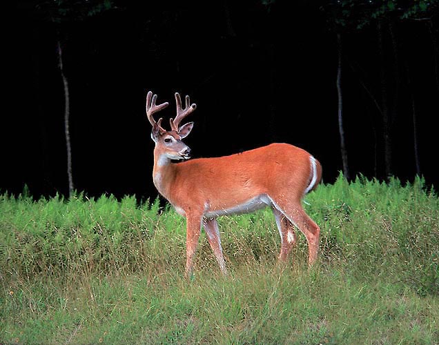 фото "The `Buck` Stops Here" метки: путешествия, природа, Северная Америка, дикие животные