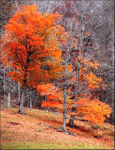 фото ""Hangin` On.....to Autumn"" метки: пейзаж, осень