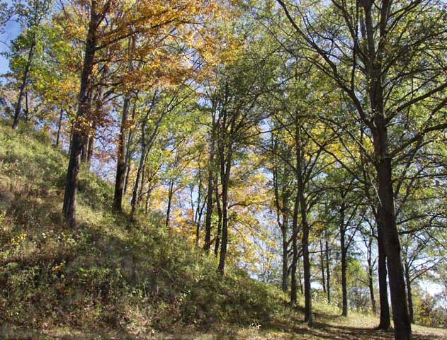 photo "Going Down the Hill" tags: landscape, nature, autumn, flowers