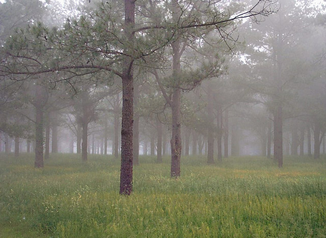 фото "Forest Fog" метки: пейзаж, природа, лес