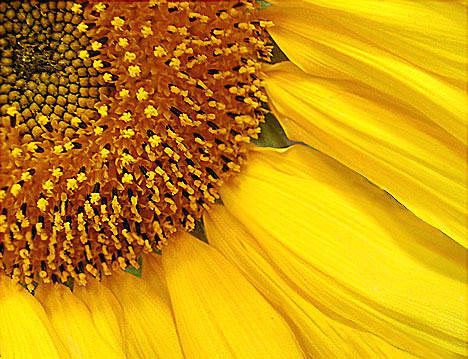 фото "Forecast:Partly "Sun"ny Today" метки: макро и крупный план, природа, цветы