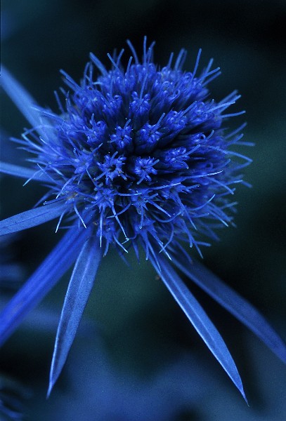 photo "Suggest A Title - Please" tags: macro and close-up, nature, flowers