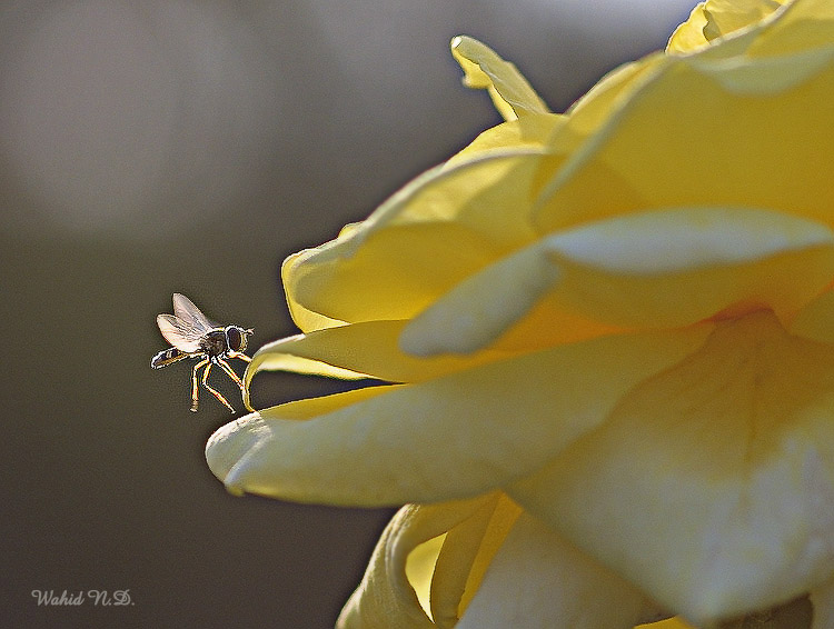 photo "Baby Bee." tags: macro and close-up, nature, flowers