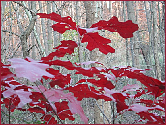 photo "Autumn qouache-painting" tags: nature, landscape, autumn, flowers