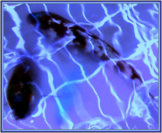 фото "Checkered water 2" метки: пейзаж, природа, вода