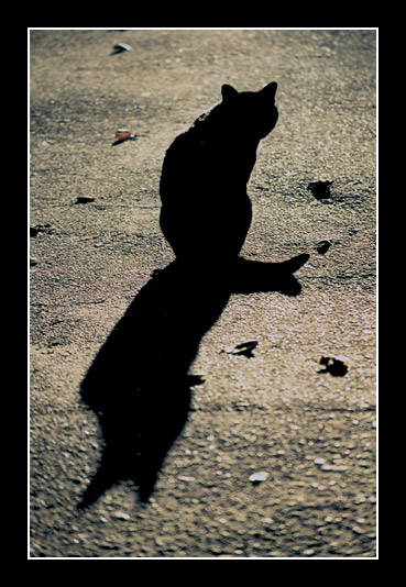 photo "Shadow of black cat" tags: nature, genre, pets/farm animals