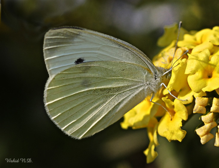 фото "Butterfly#2" метки: природа, макро и крупный план, насекомое