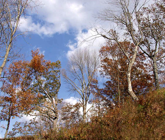 photo "Diagonal Dancing" tags: landscape, autumn