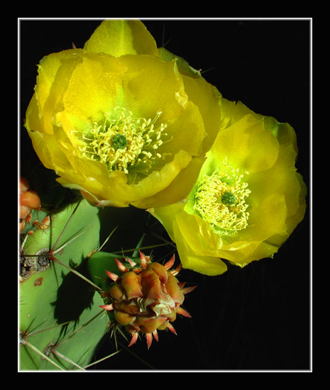 photo "Cactus Blossoms 2" tags: nature, flowers