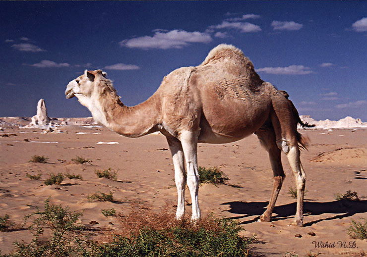 photo "Ship of the Desert" tags: travel, landscape, Africa