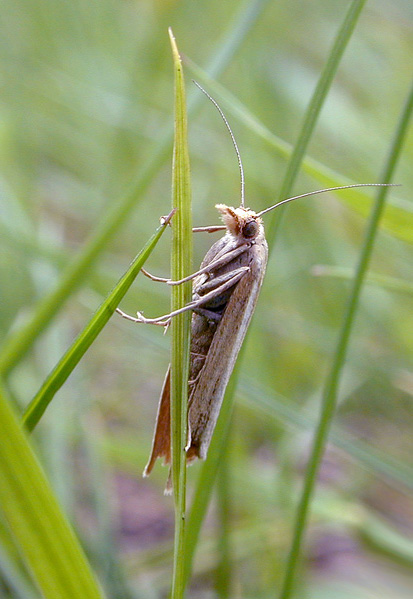 фото "Insect 2" метки: макро и крупный план, природа, насекомое