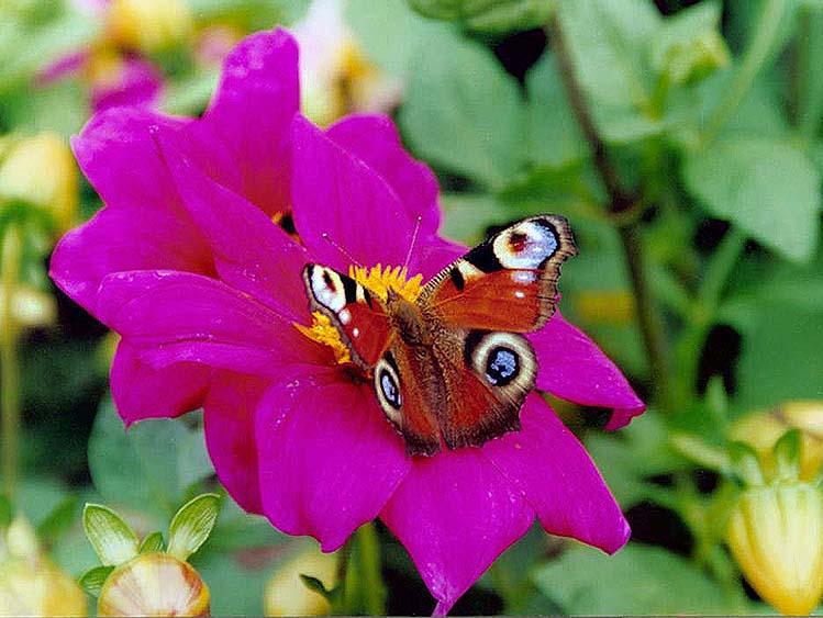 photo "Butterfly 2" tags: nature, landscape, insect, summer