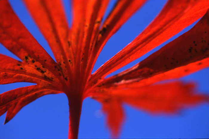 photo "red sun" tags: nature, macro and close-up, flowers