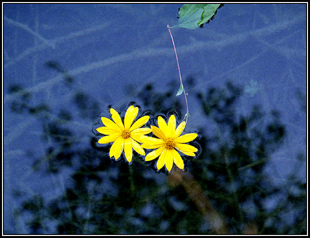 photo "Flowers on water." tags: nature, flowers