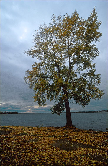 photo "Lonely autumn tree" tags: landscape, autumn