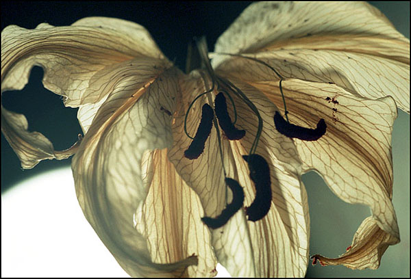 photo "Dead Lily (2)" tags: macro and close-up, nature, flowers