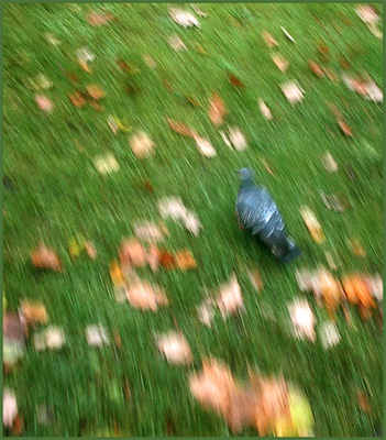 photo "Running Among the Leaves" tags: nature, 