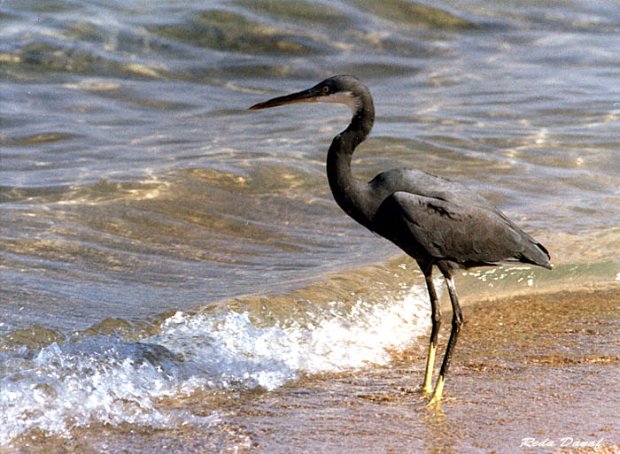 photo "Heron at the beach" tags: nature, wild animals