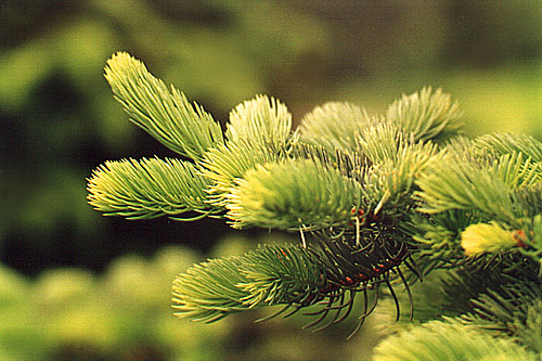 photo "Untitled photo" tags: misc., nature, flowers