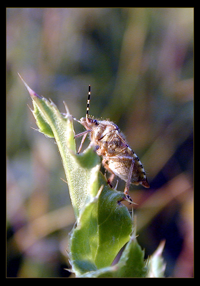 photo "Almost at the Top" tags: macro and close-up, nature, insect