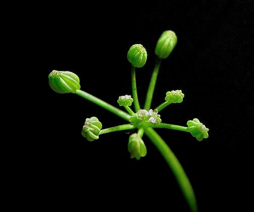 photo "Mini Flower Could Tread The Needl" tags: nature, macro and close-up, flowers