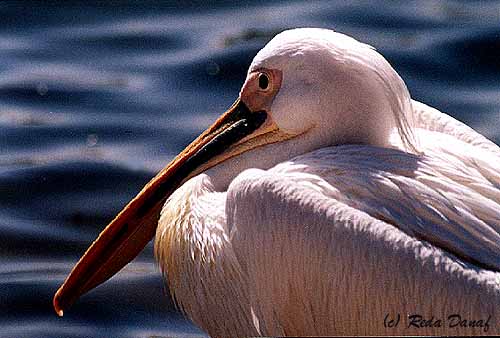 photo "Mr. Pelican" tags: nature, wild animals