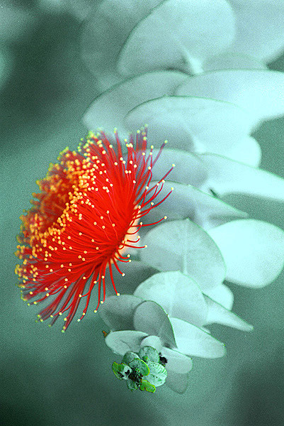фото "Eucalyptus" метки: природа, цветы