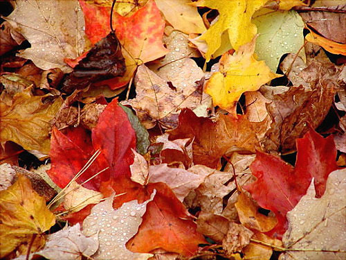 photo "Autumn Potpourri" tags: macro and close-up, landscape, autumn