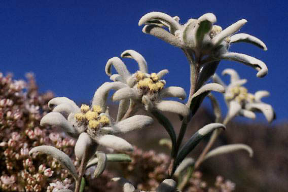 фото "Edelweiss" метки: природа, цветы