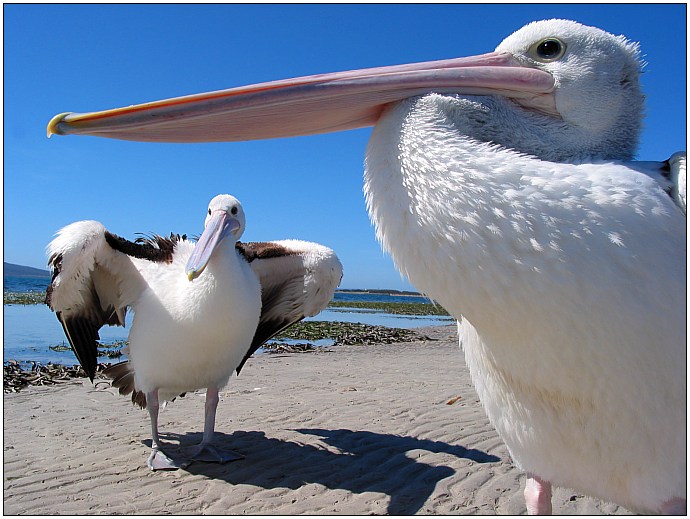 photo "Twos Company" tags: nature, travel, Australia, wild animals