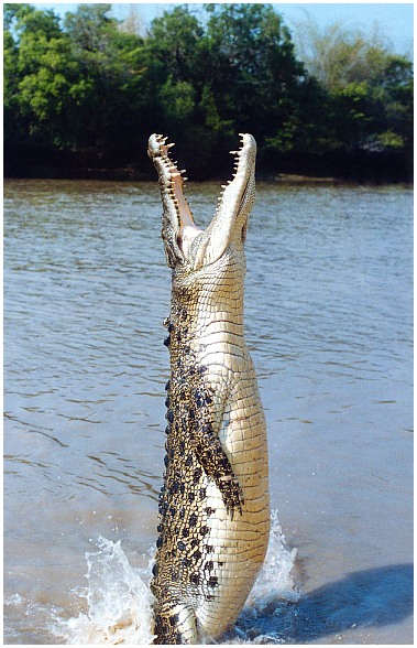 photo "Jumping Salt Water Crocodile" tags: nature, travel, Australia, wild animals