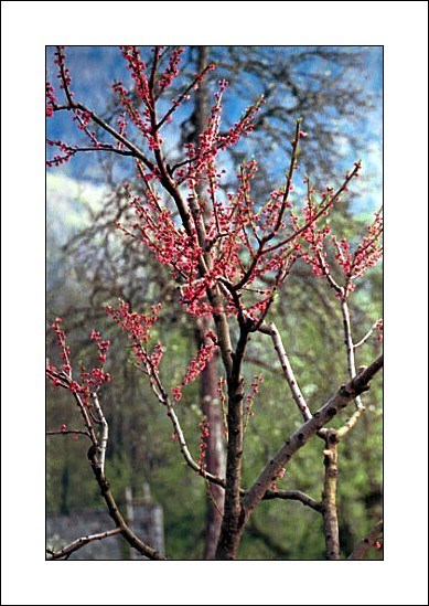 photo "Spring" tags: nature, landscape, flowers, mountains