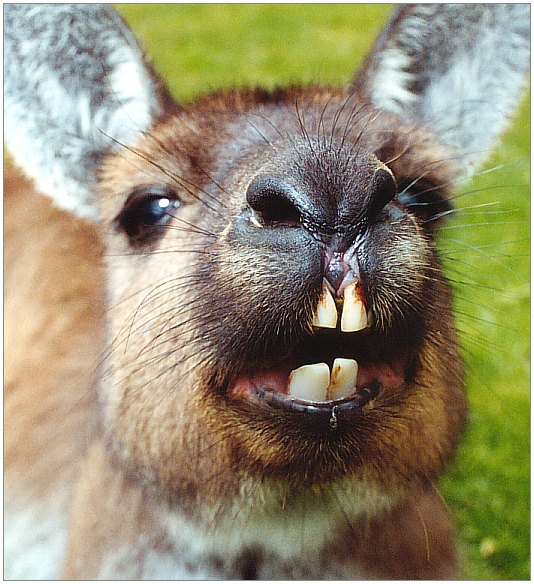 photo "Kissing Kangaroo" tags: nature, travel, Australia, wild animals