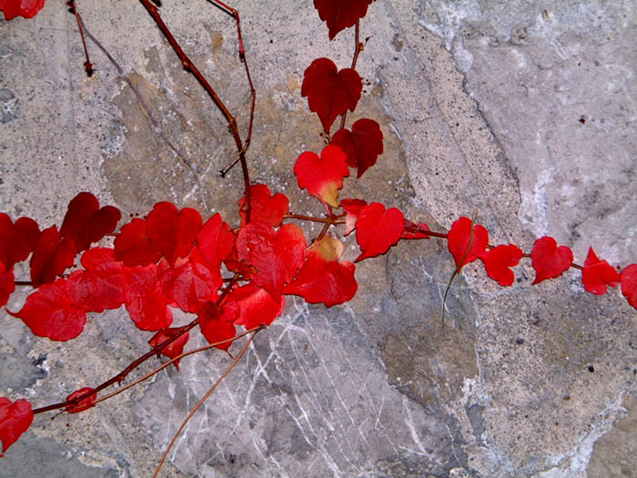 photo "The broken hearts" tags: macro and close-up, 