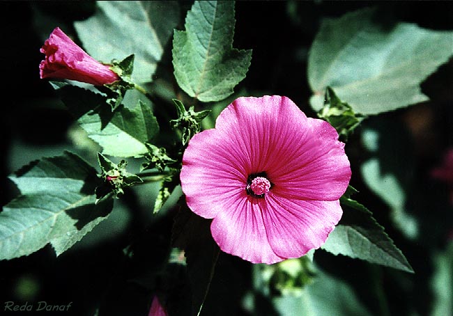 фото "Pink # 2" метки: природа, цветы