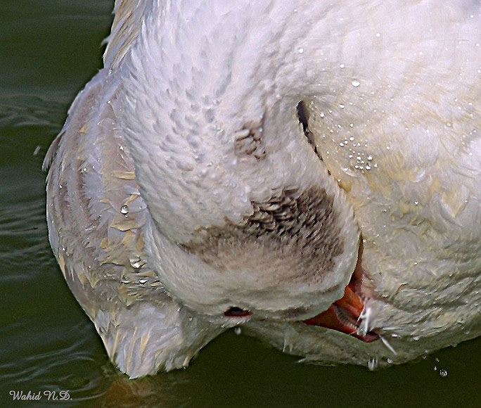 фото "Curling Goose." метки: природа, дикие животные
