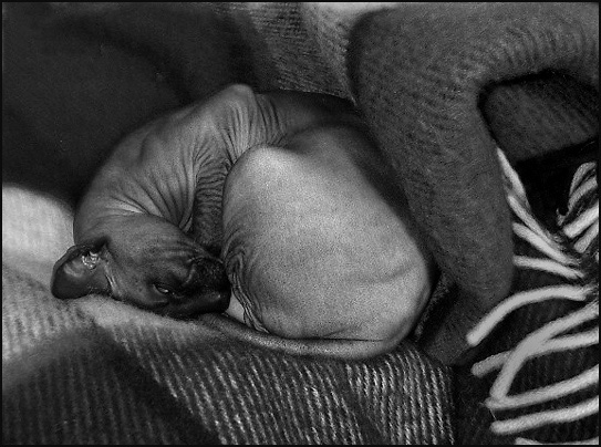 photo "Innocent when you dream..." tags: nature, portrait, pets/farm animals