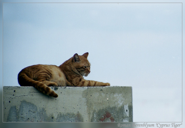 photo "Just a standart Cyprus Tiger" tags: nature, portrait, wild animals