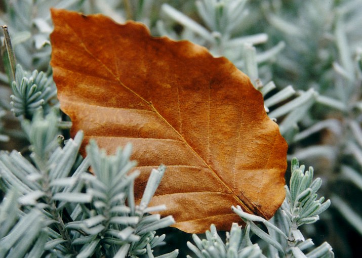 photo "Loneliness" tags: macro and close-up, landscape, autumn