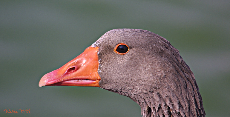 photo "Portrait of a goose" tags: portrait, 