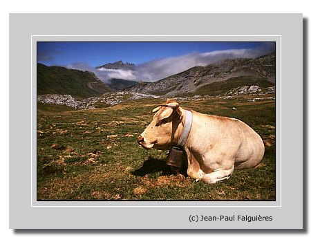 photo "Vache paisible" tags: nature, wild animals
