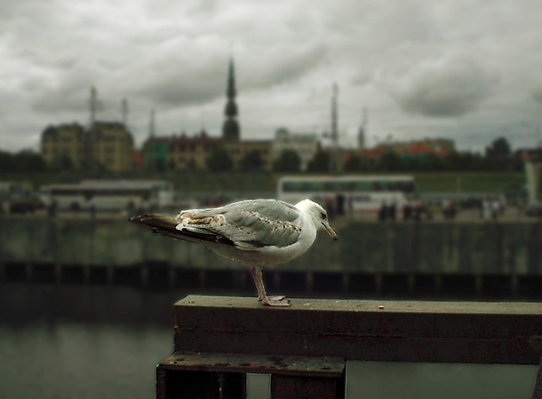 photo "Jonathan Livingston in Riga..." tags: architecture, portrait, landscape, 