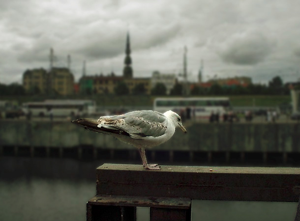 фото "Jonathan Livingston in Riga..." метки: архитектура, портрет, пейзаж, 