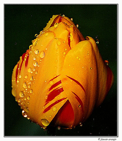 photo "Wet" tags: macro and close-up, nature, flowers