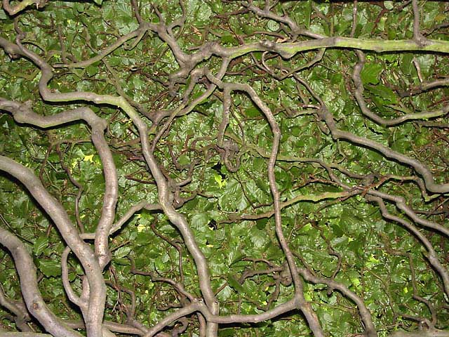 фото "Creepy branches" метки: природа, абстракция, цветы